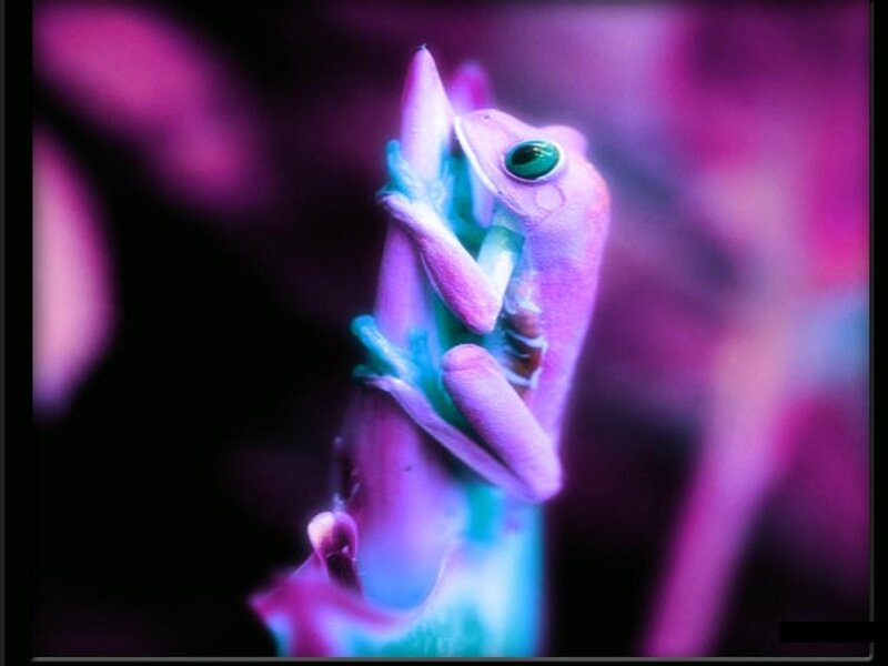 Purple Frog on Branch