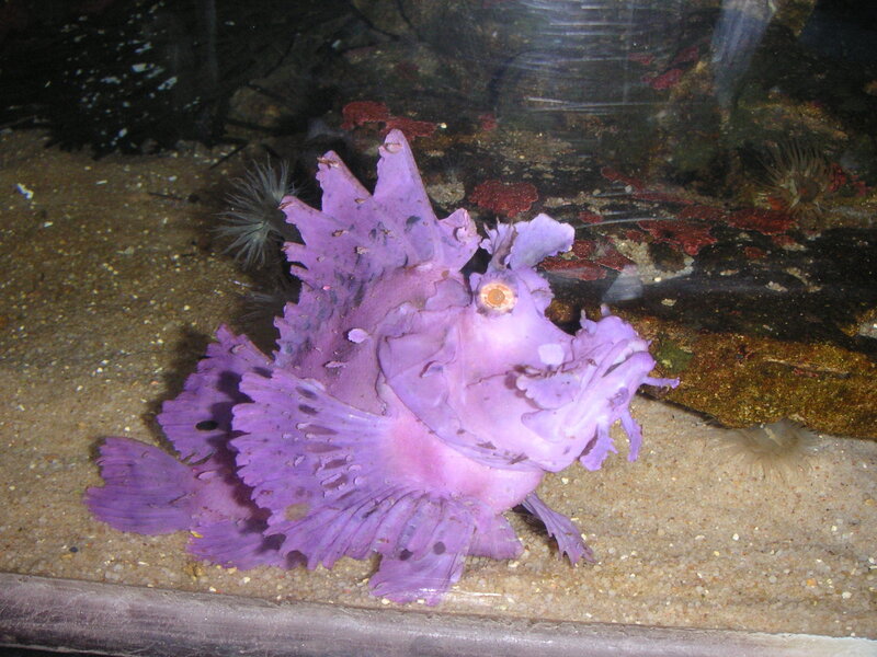 Purple Frogfish — Calm, Photograph