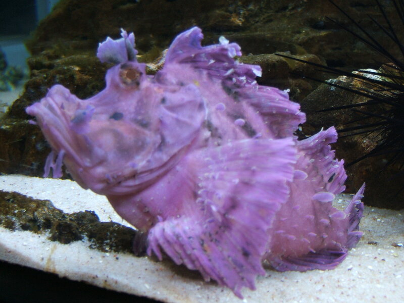 Purple Frogfish — Calm
