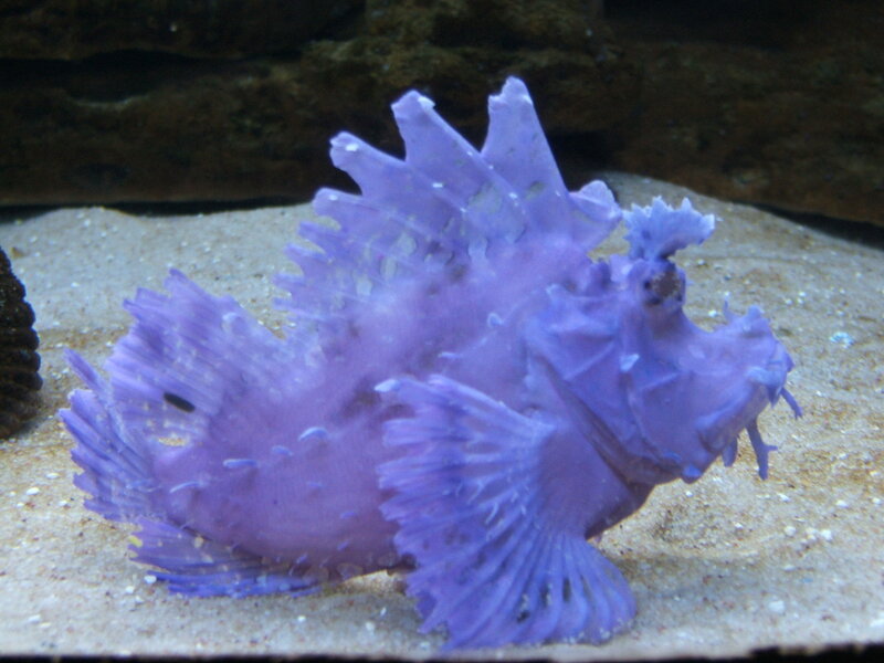 Purple Frogfish