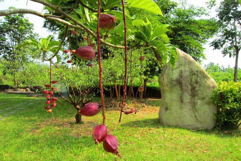 Purple Fruit Pods on Tree