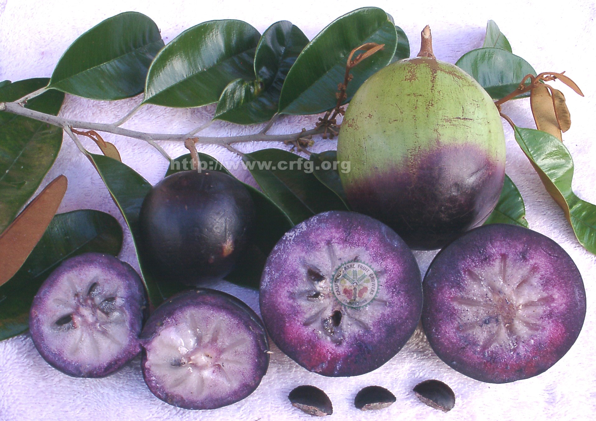 purple fruit with green leaves