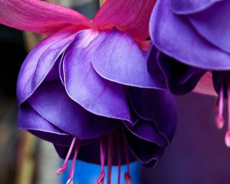 Purple Fuchsia Flower — Calm