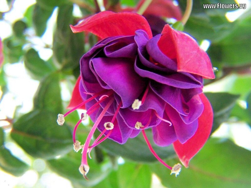 Purple Fuchsia Flower — Natural