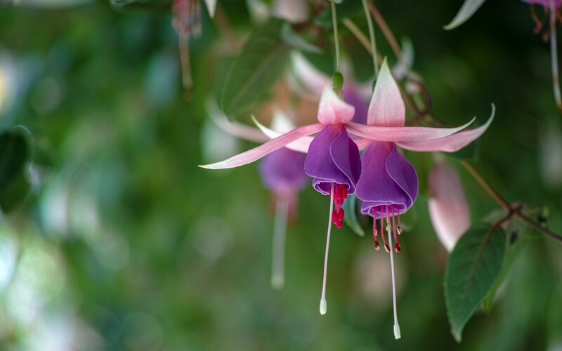 Purple Fuchsia Flower — Serene, Afternoon