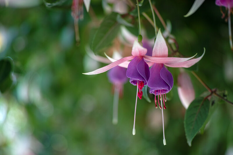 Purple Fuchsia Flower — Serene