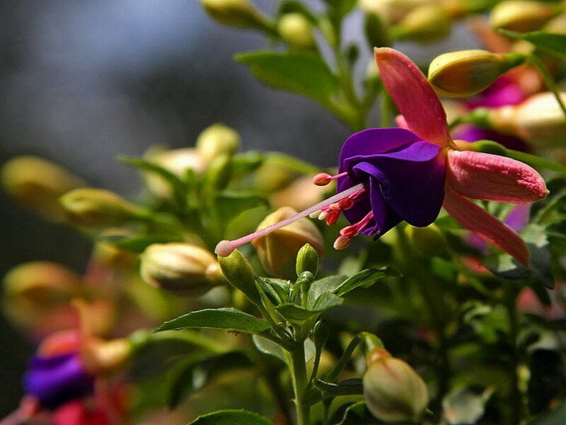 Purple Fuchsia Flower