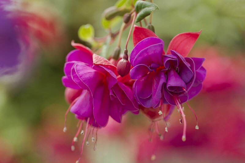 Purple Fuchsia Flowers — Calm, Spring