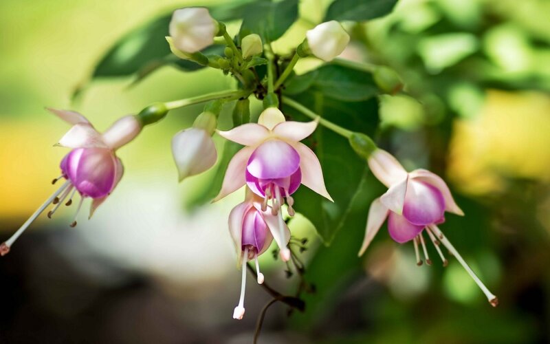 Purple fuchsia flowers in bloom