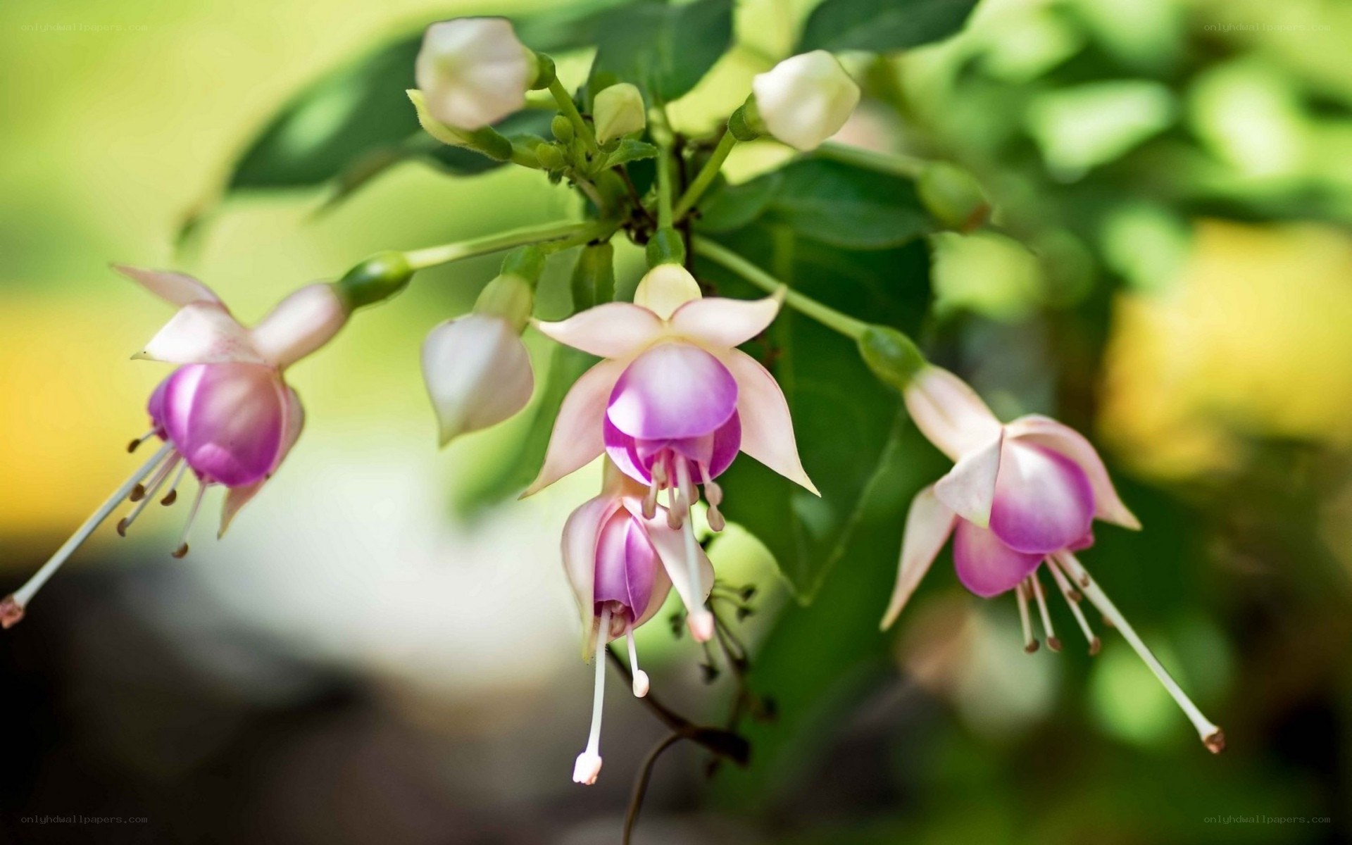Purple fuchsia flowers in bloom