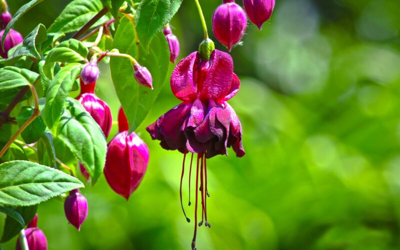 Purple Fuchsia Flowers — Serene, Afternoon