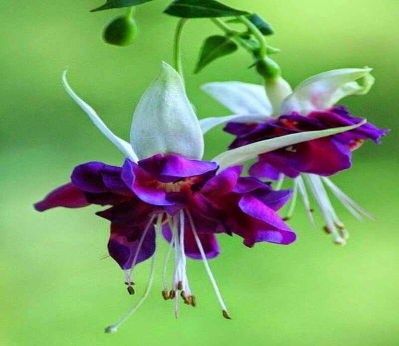 Purple Fuchsia Flowers — Serene, Spring