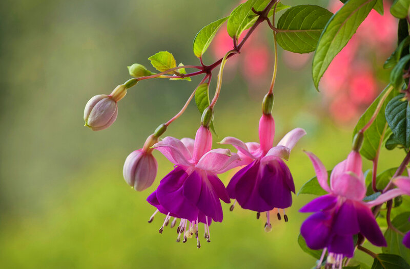 Purple Fuchsia Flowers — Serene