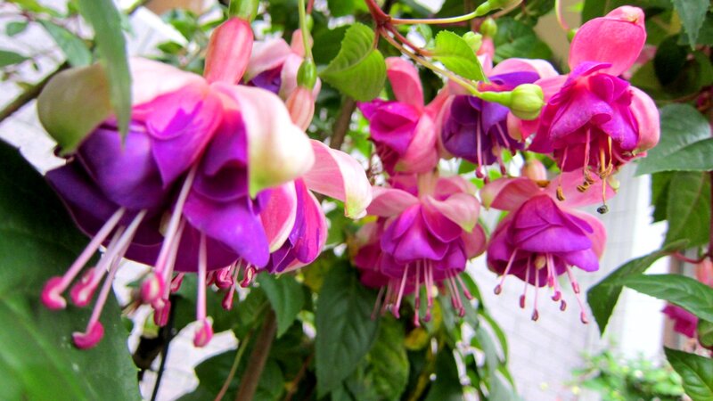 Purple Fuchsia Flowers