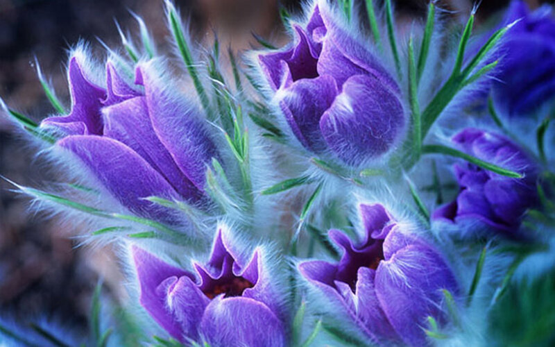 Purple fuzzy flowers in bloom
