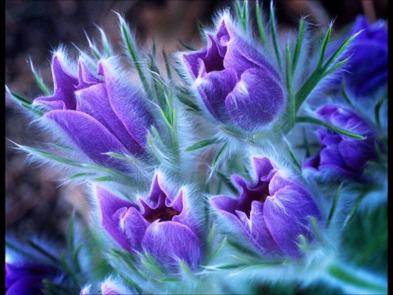 Purple Fuzzy Flowers