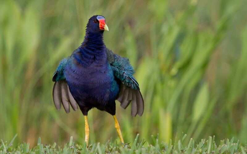 Purple Gallinule Bird — Blue, Natural
