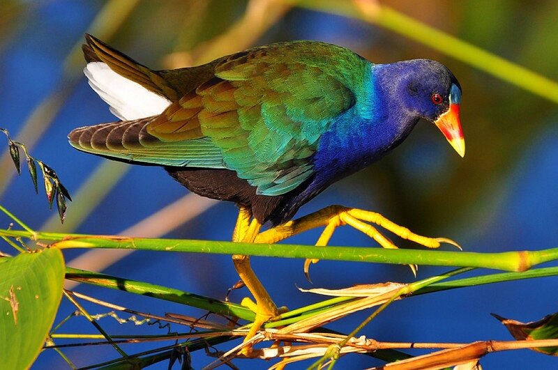 Purple Gallinule Bird — Blue