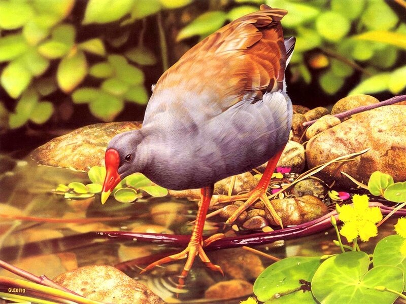 Purple Gallinule Bird — Green