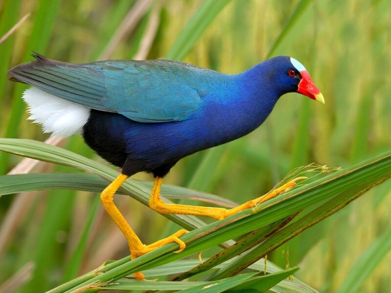 Purple gallinule on a leaf