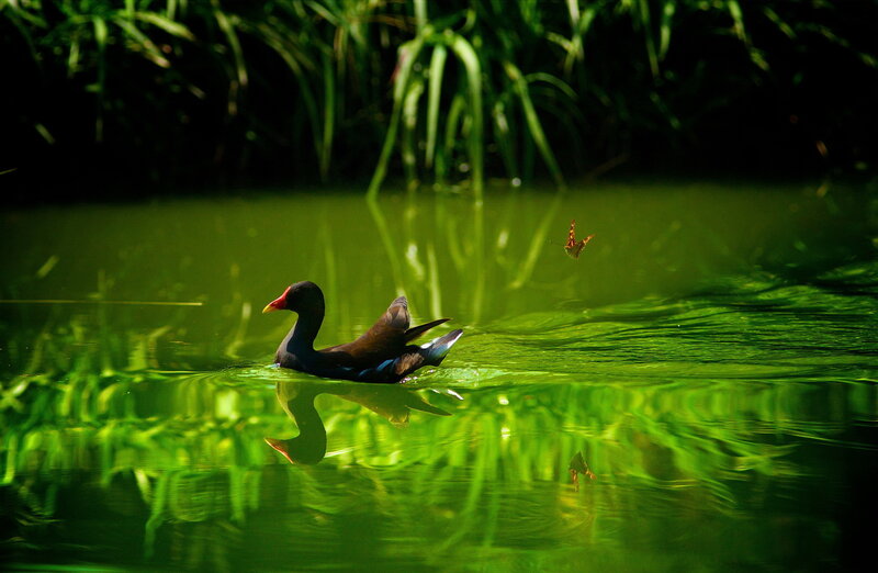 Purple Gallinule on Water