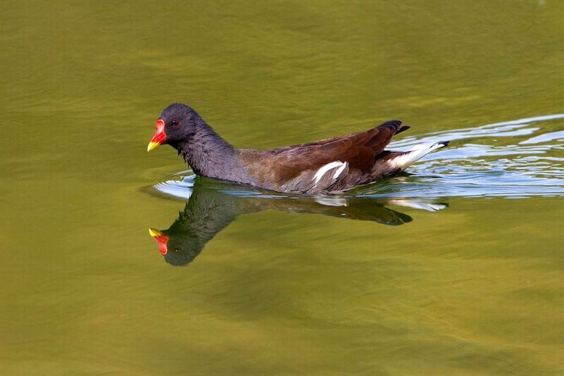 Purple Gallinule Swimming