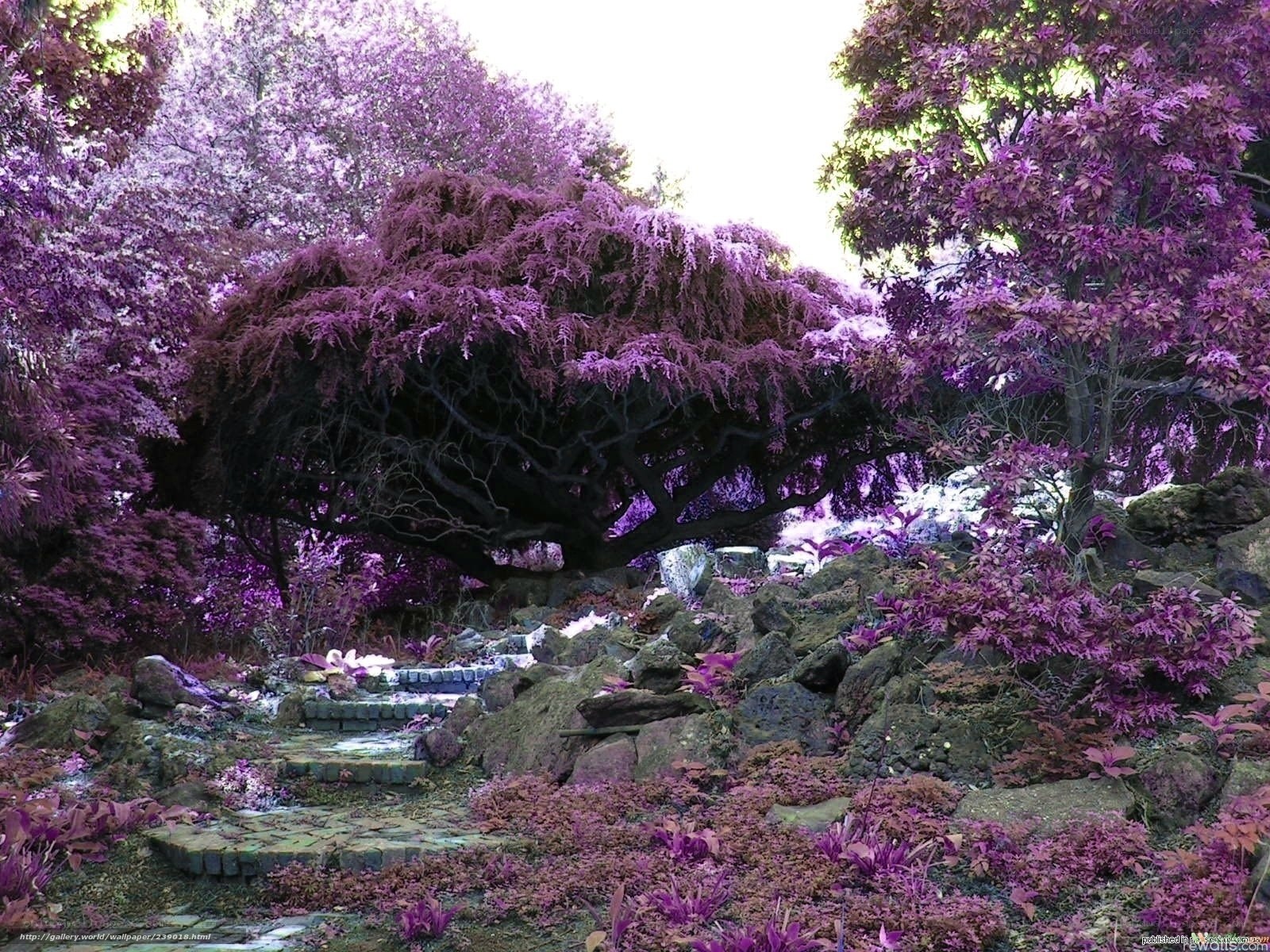 Purple garden landscape