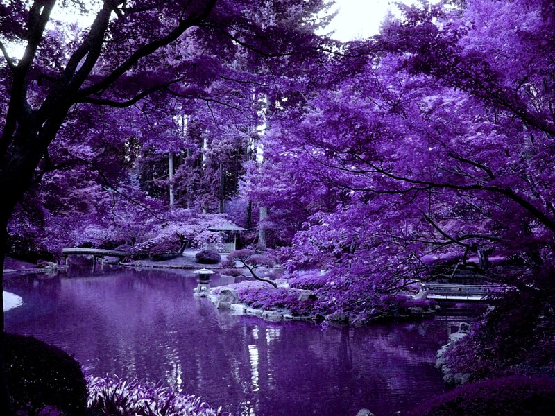 Purple Garden Pond — Serene