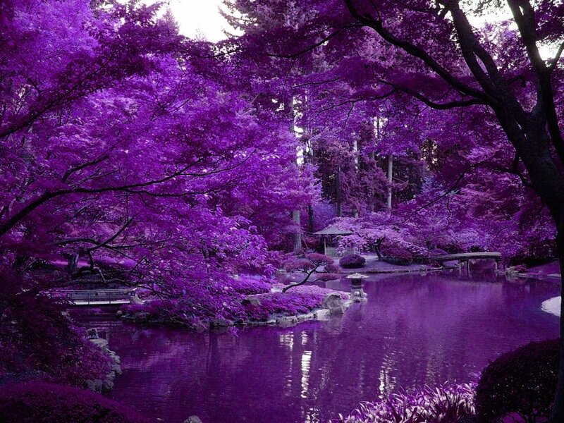 Purple Garden Pond