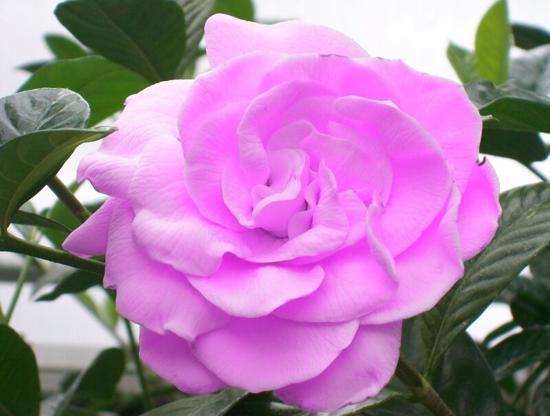 Purple Gardenia Flower — Pink