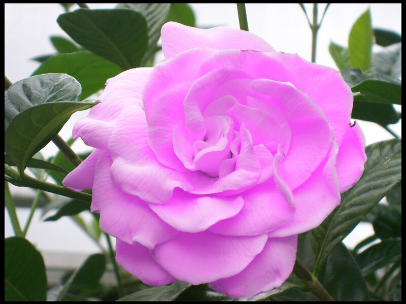 Purple Gardenia Flower