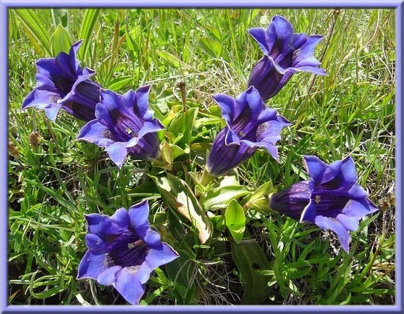 Purple Gentian Flowers