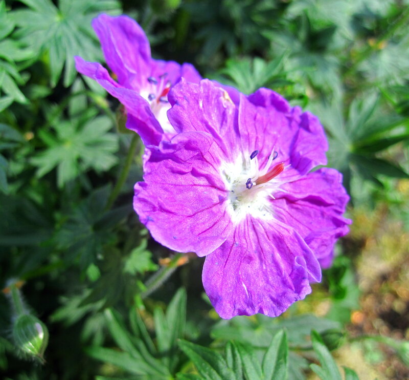 Purple Geranium Flower — Calm, Afternoon, Photograph