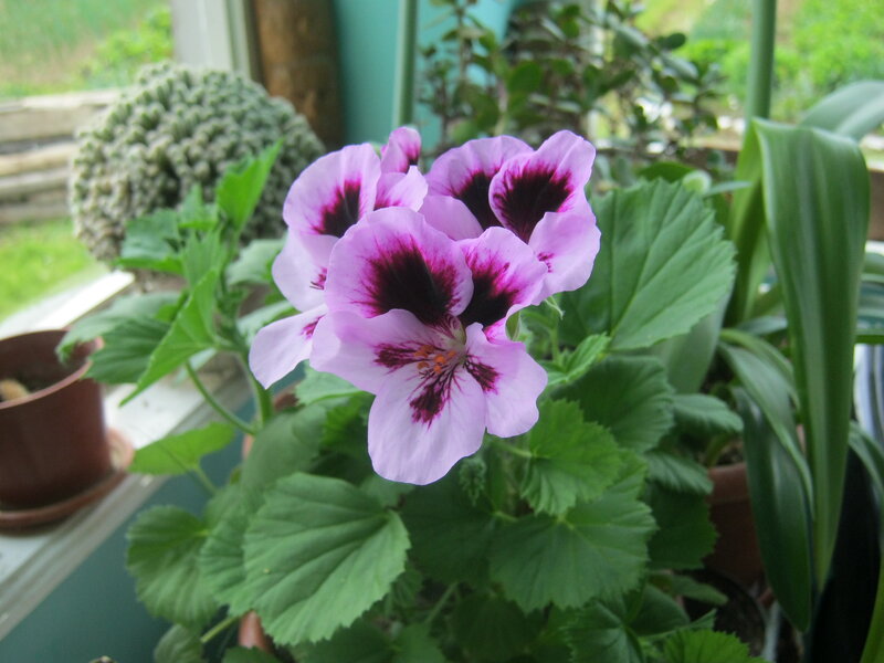 Purple Geranium Flower — Calm, Afternoon