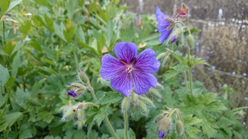 Purple Geranium Flower — Calm, Spring, Photograph, Green Leaves, Flower Buds, Stone Wall