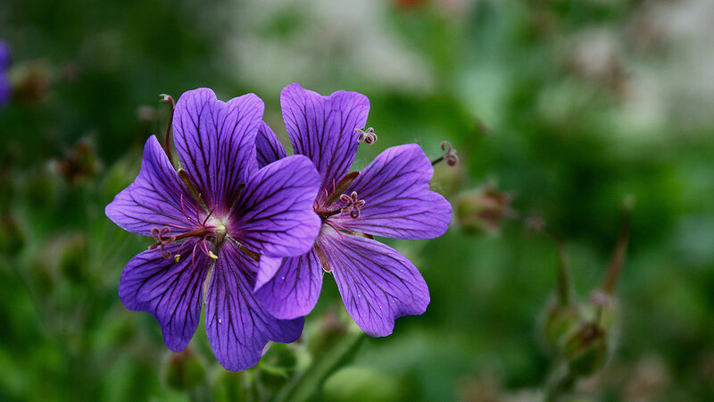 Purple Geranium Flower — Calm, Spring, Photograph, Green Leaves, Flower Buds