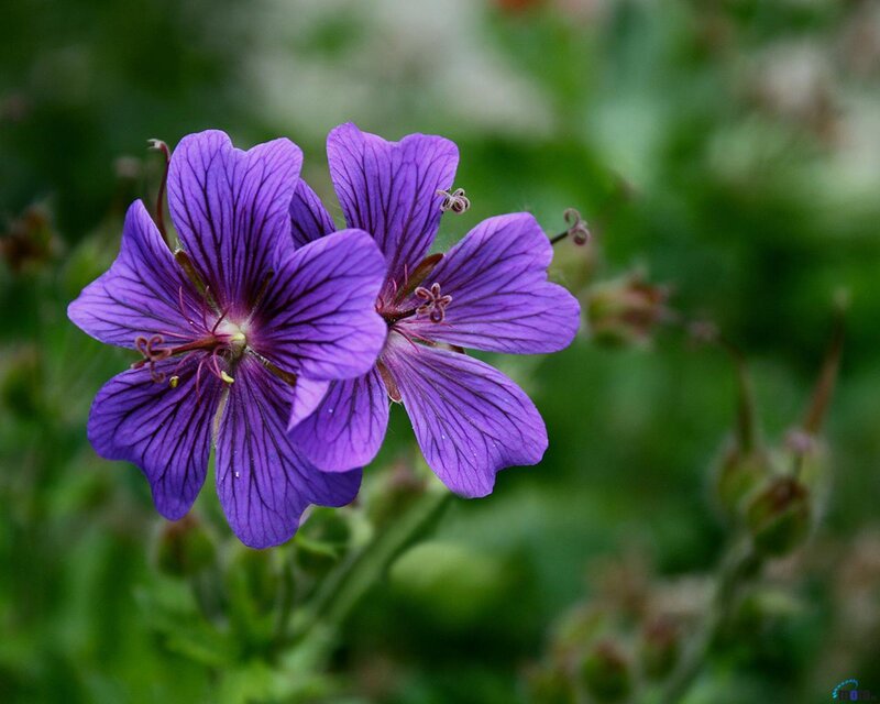 Purple Geranium Flower — Calm, Spring, Photograph, Green Leaves