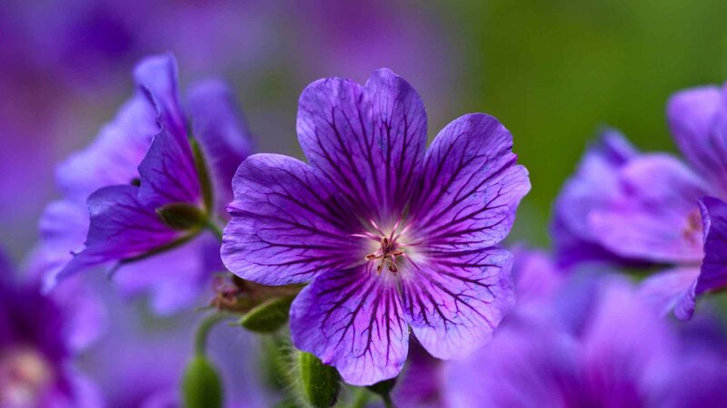 Purple Geranium Flower — Calm, Spring, Photograph, Petals, Stamen