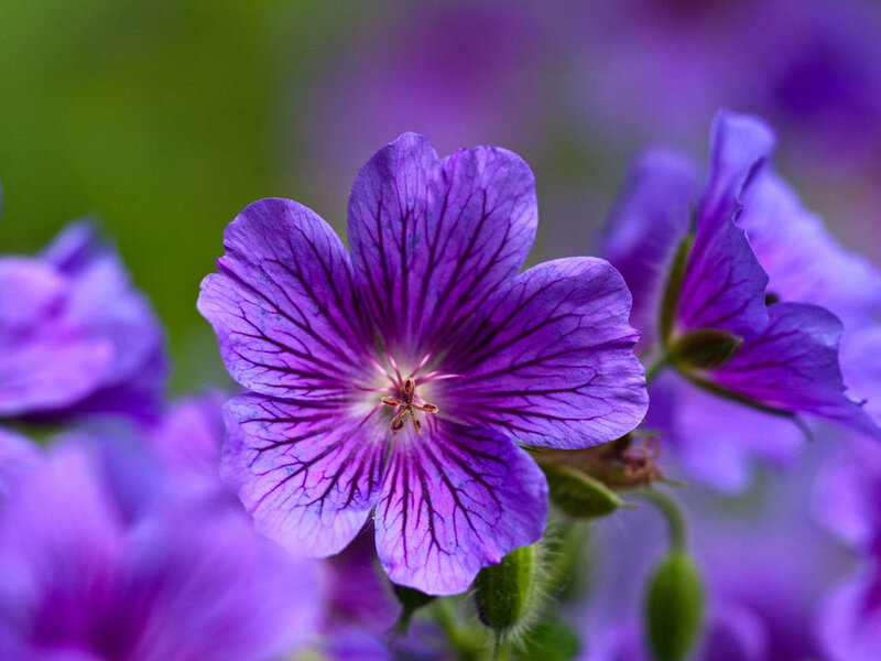 Purple Geranium Flower — Calm, Spring, Photograph, Petals