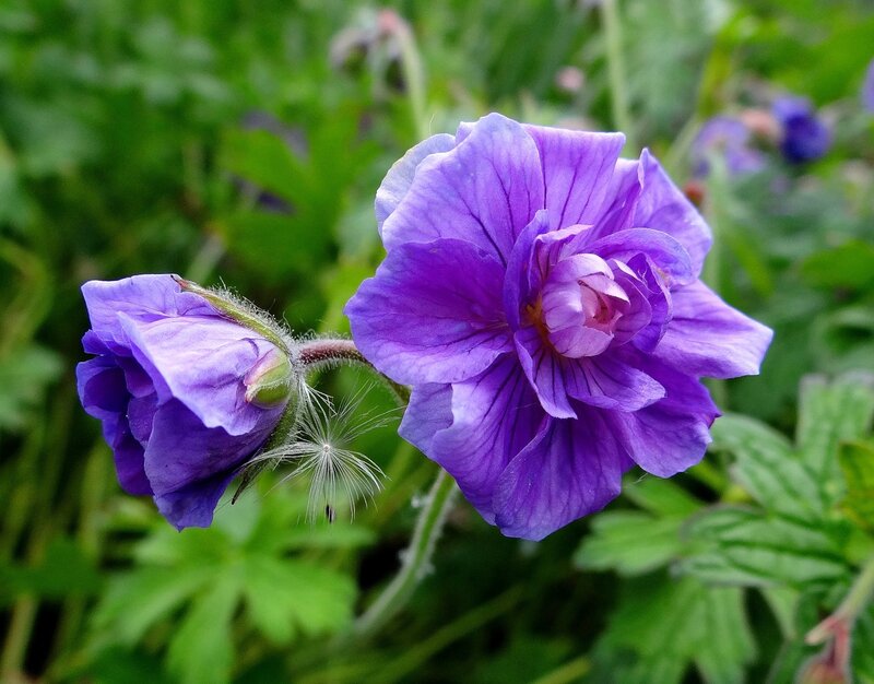 Purple Geranium Flower — Calm, Spring, Photograph