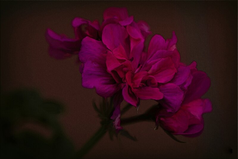 Purple Geranium Flower — Dramatic