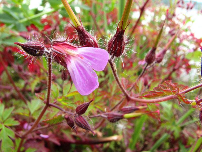 Purple Geranium Flower — Natural