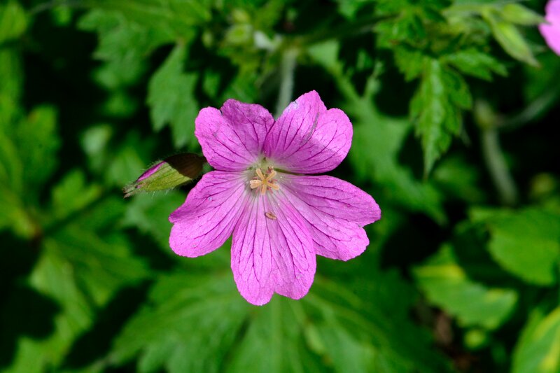 Purple Geranium Flower — Pink