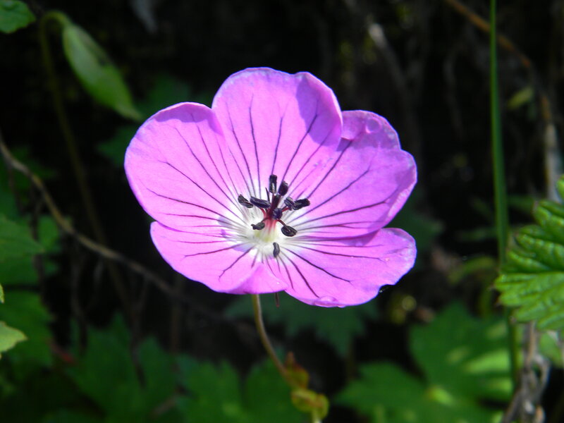 Purple Geranium Flower — Serene, Afternoon