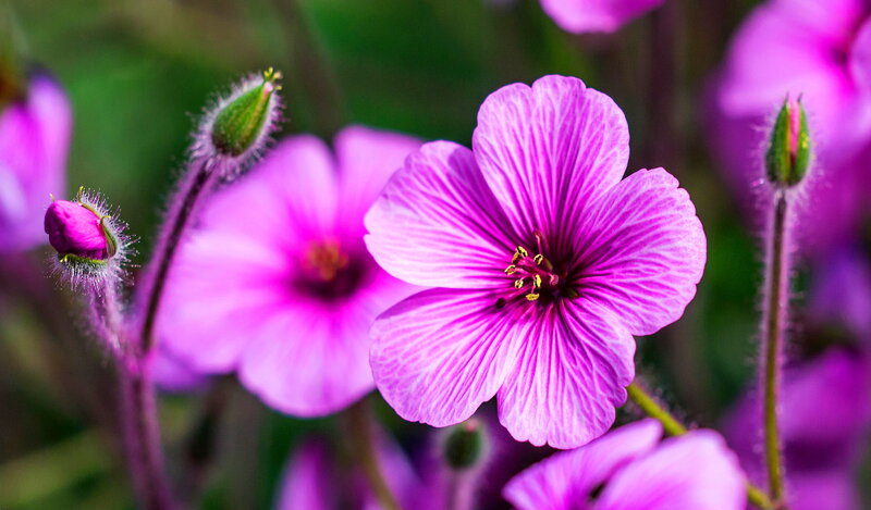 Purple Geranium Flower — Serene, Spring