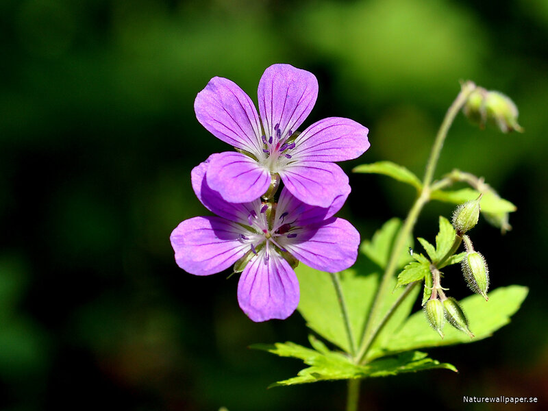 Purple Geranium Flower — Serene