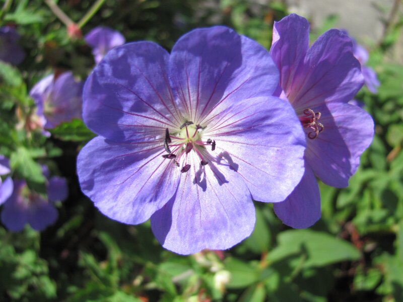 purple geranium flower