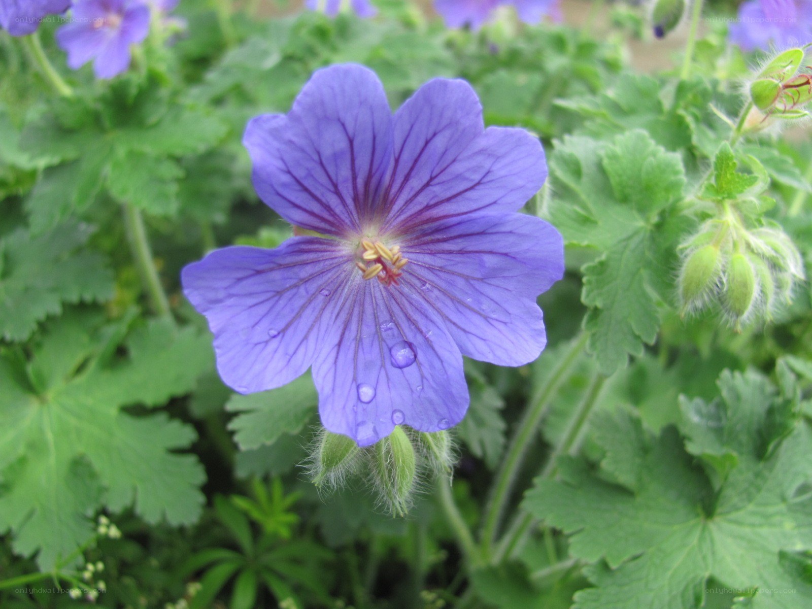 purple geranium flower with dew
