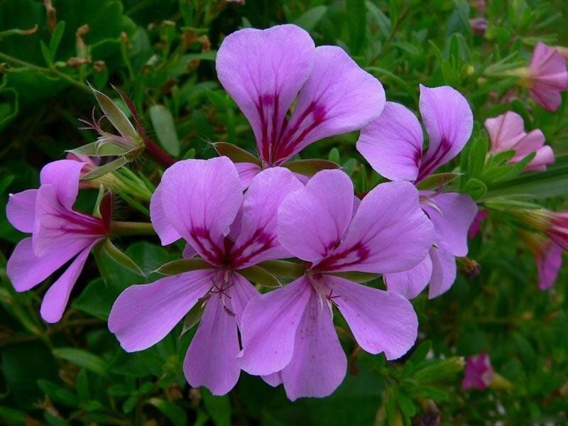 purple geranium flowers