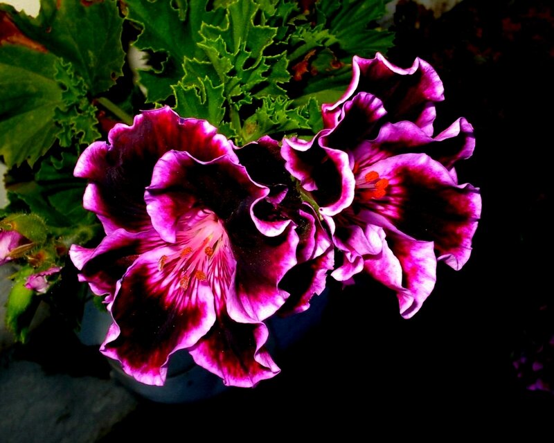 purple geranium flowers